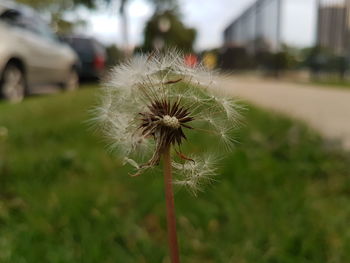 Close-up of flower against blurred background