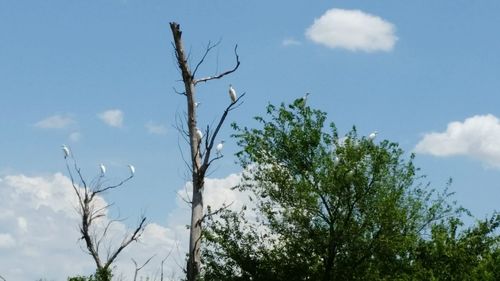 Low angle view of trees against blue sky