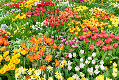 Full frame shot of multi colored tulips in field