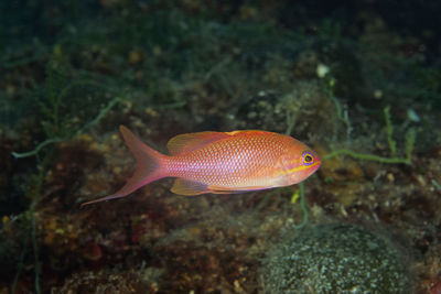 Anthias anthias, the swallowtail seaperch from adriatic sea