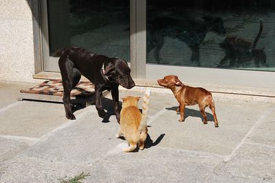 Two dogs on footpath