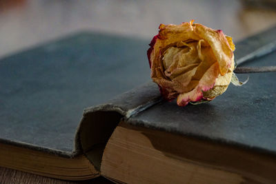 Close-up of wilted rose on table