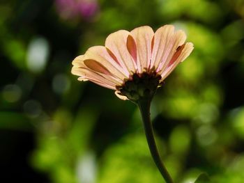 Close-up of flowering plant