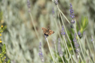 Close-up of butterfly pollinating on purple flower