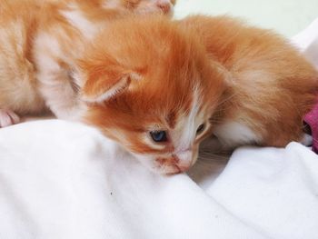 Close-up of kitten lying on bed