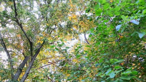 Low angle view of trees