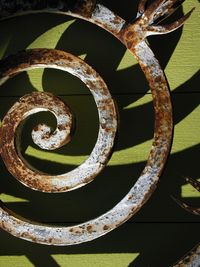 Close-up view of leaves