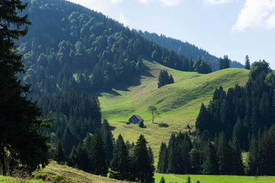 Scenic view of trees on field against sky