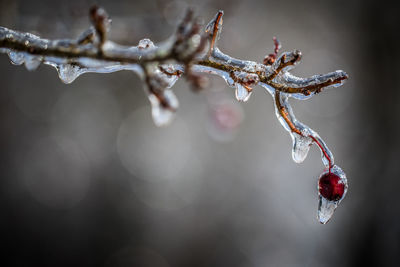 Close-up of frozen plant
