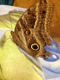 Close-up of butterfly on bed