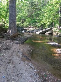 Stream flowing through trees in forest