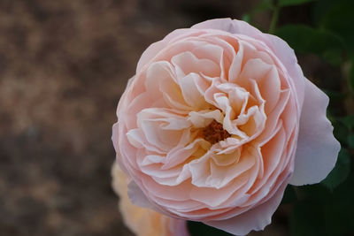 Close-up of blooming orange pastel color rose by natural light