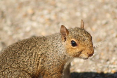 Close-up of lizard