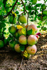 Close-up of fruits growing on tree