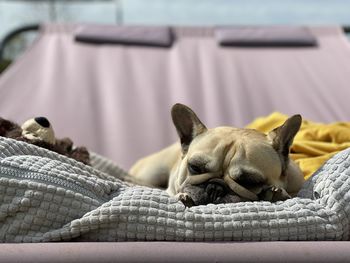 Portrait of a dog sleeping