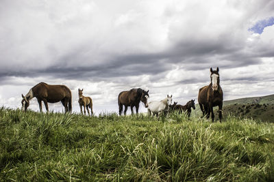 Horses grazing on field against sky
