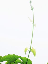 Close-up of flower buds against white background