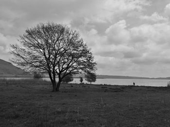 Bare tree on field against sky