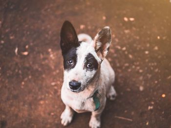 High angle portrait of dog standing on land