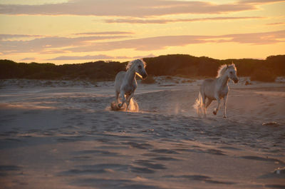 Horses at beach during sunset