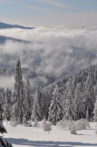 Trees on snow covered landscape against sky