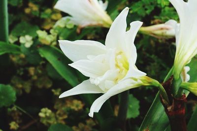 Close-up of white flowers