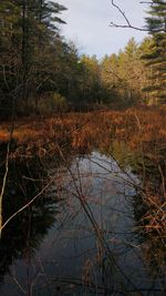 Reflection of trees in lake