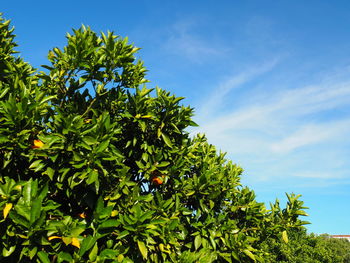 Low angle view of tree against sky