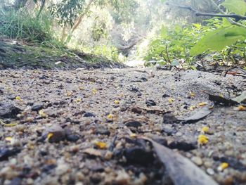 Surface level of rocks in forest