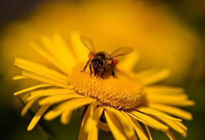 Close-up of bee on yellow flower