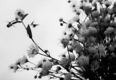 Close-up of flowers