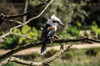 Bird perching on a tree