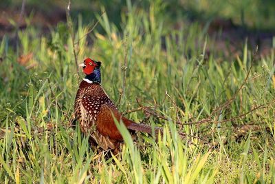 Bird perching on a field