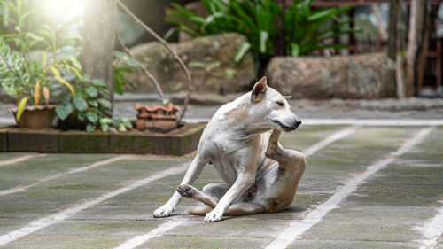 View of a dog looking away