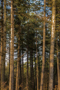 Pine trees in forest