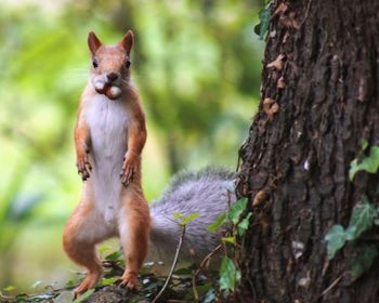 Portrait of squirrel