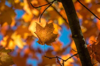 Close-up of autumn leaves on tree