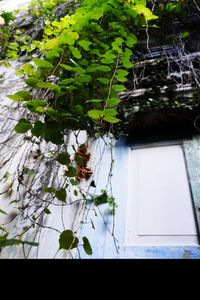 Close-up of plant against tree