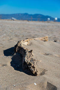 Surface level of driftwood on beach against sky