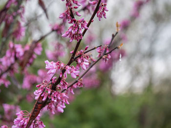 Detail of violet flowers on a tree with raindrops.