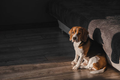 The beagle dog is sitting on the floor in the house, looking at camera. sunlight illuminates room