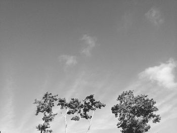 Low angle view of trees against sky