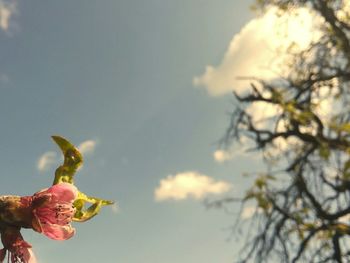 Low angle view of trees against sky