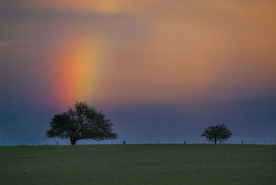 Trees on field against sky during sunset