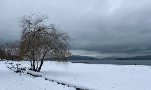 Bare trees on snow covered landscape against sky
