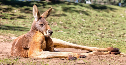Lion resting on a field