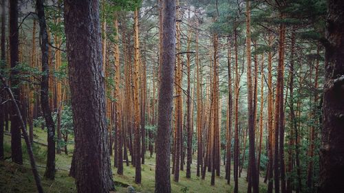 Pine trees in forest