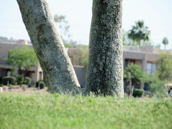 Close-up of tree against sky