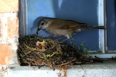 Close-up of birds in nest