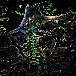 Low angle view of trees in the forest